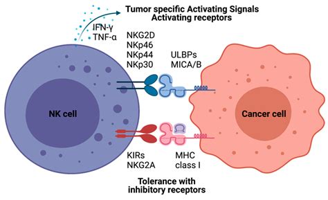 Pharmaceutics Free Full Text Recent Advances To Augment Nk Cell