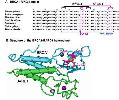 A Primary Structure Of The BRCA1 RING Domain In Different Species