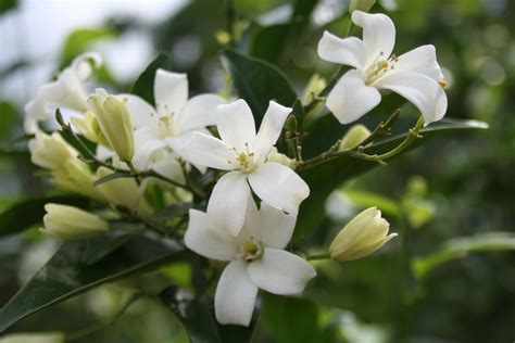 The Atteriya has just started flowering. It's also called Orange ...