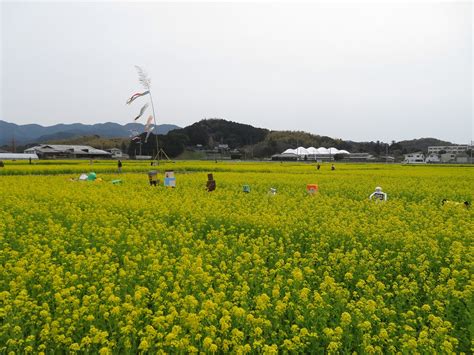 ★ 筵内なの花まつり今が見頃 ★ ｜ 株式会社福岡二輪自動車フィックス