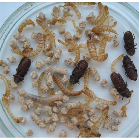 Larvae And Adults Of Mealworm Beetle Tenebrio Molitor Obtained From