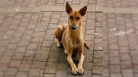 Desperate Mother Dog Begs Passersby In Front Of A Restaurant To Feed