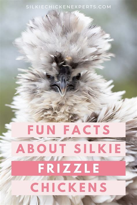 Fun Facts About Frizzle Silkie Chicken | Silkie chickens, Frizzle ...