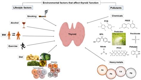 Hypothyroidism And Weight Gain Pathophysiology | Blog Dandk