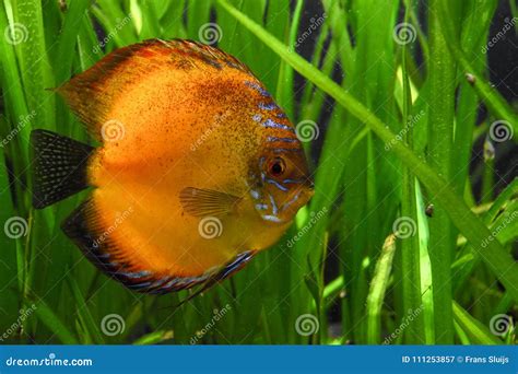 Moonfish In Aquarium Stock Afbeelding Image Of Dier 111253857