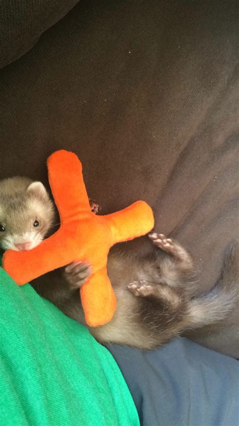 Hurley, the chocolate ferret, has a new toy! | Cute ferrets, Pet ferret ...