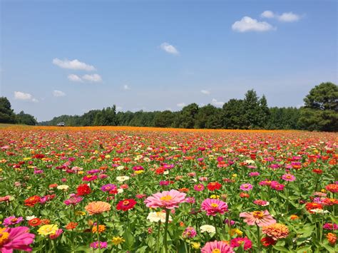 Craigslist nc greenville nc listings help residents find great deals 33