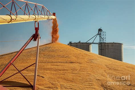 Corn Farming Photograph By Jim Westscience Photo Library Fine Art