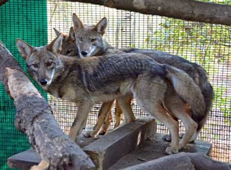 wildlife rehabilitation | Coyote Yipps