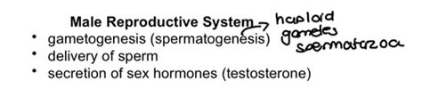 Reproductive System Flashcards Quizlet