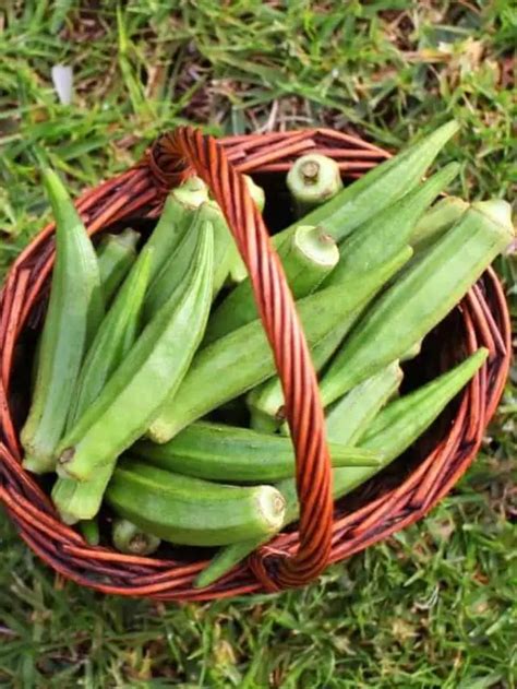 When Is Okra Ready To Pick An Overview Gardening Dream