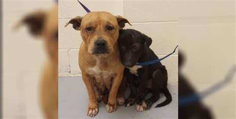 These Abandoned Dogs Are Inseparable And They Thought They Were All