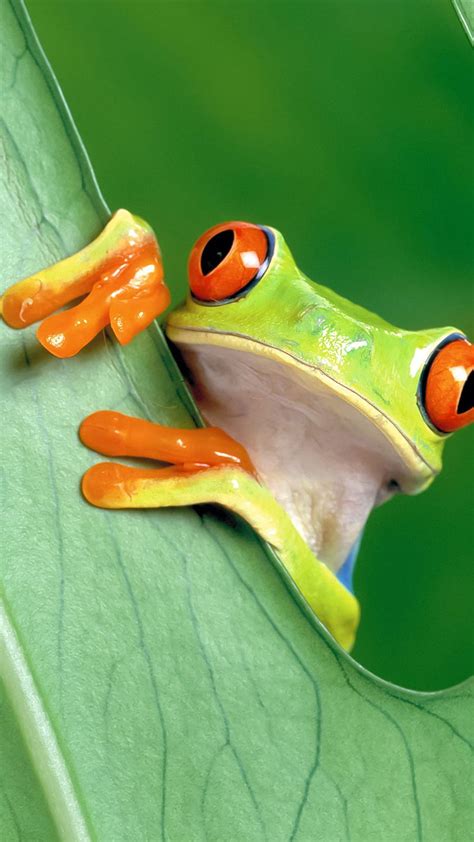 Tree Frog Wallpapers And Backgrounds 4k Hd Dual Screen