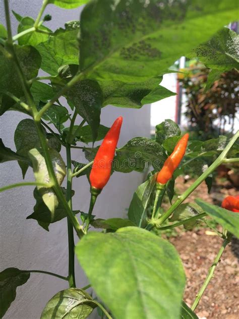 Plantas De Pimienta De Cayena Roja En Macetas En Casa Foto De Archivo