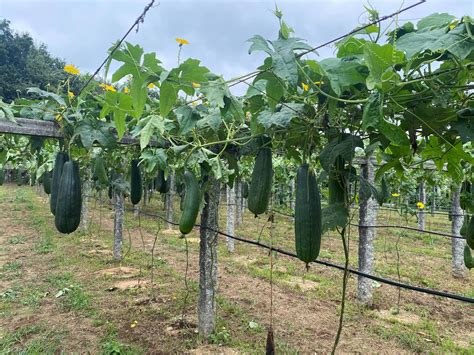 Loofah Cultiva tus Esponjas Vegetales en el Jardín