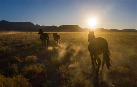 Wallpaper Sunrise, Nevada, Desert, Wild Horses images for desktop ...