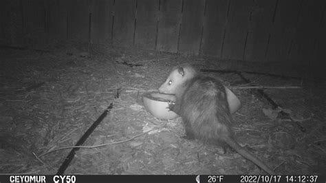 Trail Camera - of Opossum Eating a Watermelon