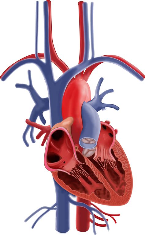 Slagter - Drawing Anatomy of the heart and large vessels - no labels ...