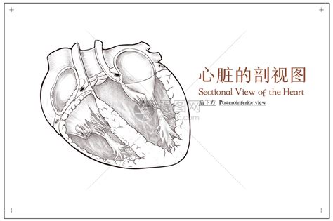 心脏剖视图后下方医疗插画插画图片下载 正版图片401787961 摄图网