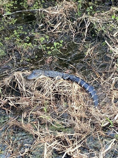 American Alligator From Hillsborough County Fl Usa On October