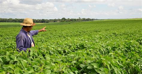 G Produtores Em Rr Se Preparam Para Colher Primeira Safra De Soja De