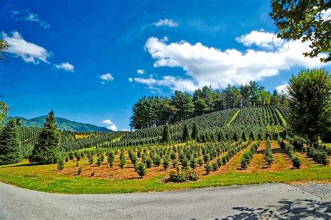 Fraser Fir Pine Tree Farm Photograph by Dennis Baswell