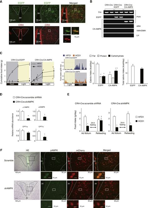 Activation Of AMPK Regulated CRH Neurons In The PVH Is Sufficient And