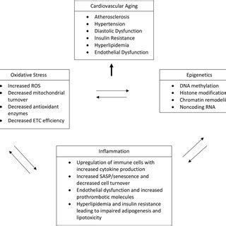 Interplay between inflammation, oxidative stress, epigenetics, and... | Download Scientific Diagram