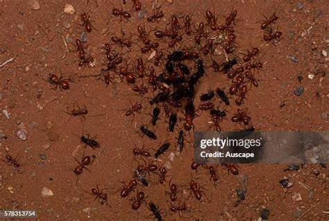 Honeypot Ants Photos and Premium High Res Pictures - Getty Images