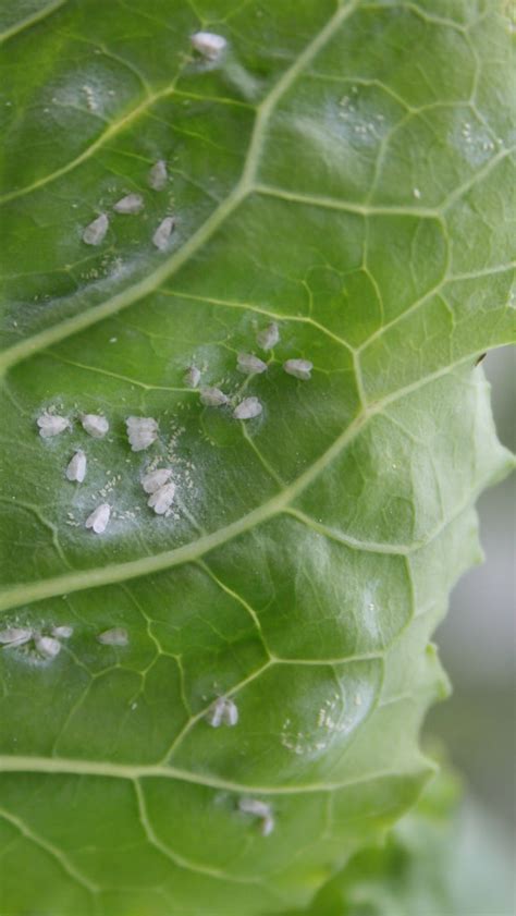 Whiteflies Eliminating Tiny White Pests Epic Gardening