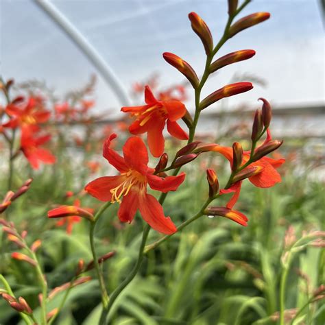 Crocosmia 'Carmine Brilliant' - Montbretia (4.5" Pot) | Little Prince