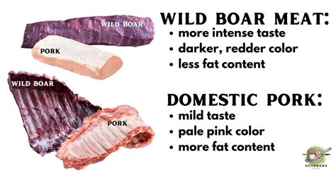 Wild Boar Meat Vs Domestic Pork - OutdoorsChef