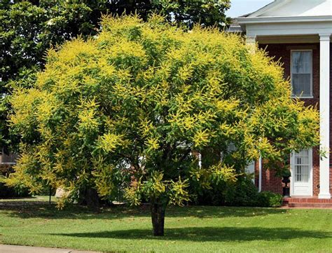 Golden Rain Tree Koelreuteria Paniculata Sementes P Mudas R 999