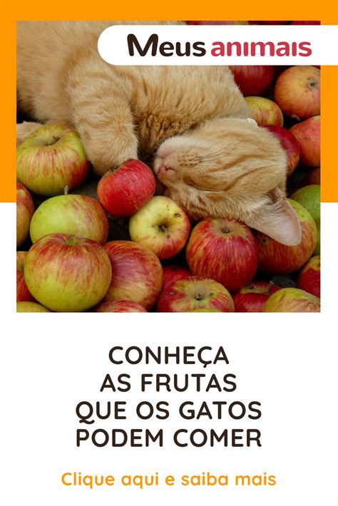 Conheça as frutas que os gatos podem comer Frutas Gatos Alimentação