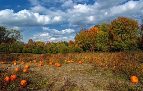 Field In Autumn Wallpapers Wallpaper Cave