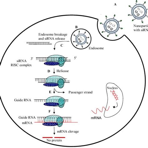 Schematic Illustration Of The SiRNA Mediated Gene Silencing Mechanism