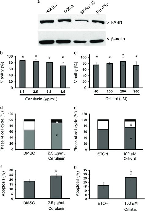 Fatty Acid Synthase FASN Inhibitors Reduce Proliferation And Promote