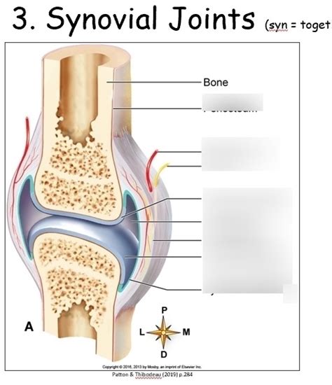 Simple Synovial Joint Diagram