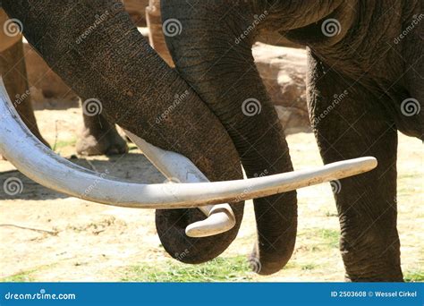 Two Loving Trunks Elephants Stock Photo Image Of Fangs Close 2503608