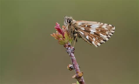 4K, silver-spotted skipper, Butterflies, Insects, Closeup, HD Wallpaper