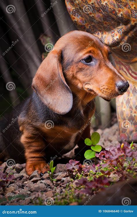 Dachshund Dog Summer Garden Flowers Blooming Stock Photo Image Of