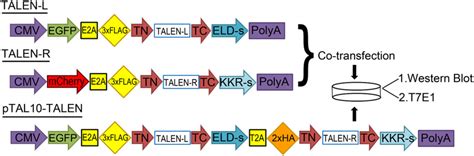 Cartoon of relevant domains for TALEN-L (left), TALEN-R (right), and ...