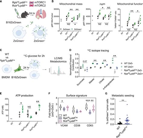 Uptake Of Tumor Derived Microparticles Induces Metabolic Reprogramming