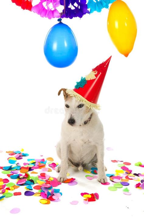 Cute Pug Puppy Dog With Party Hat Lying Down On Confetti Sticking Out