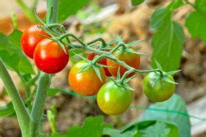 Tomaten Werden Nicht Rot Was Tun Plantura