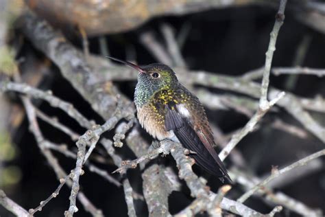 Buff-bellied Hummingbird | Audubon Field Guide