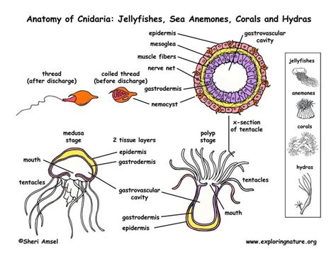 Cnidaria