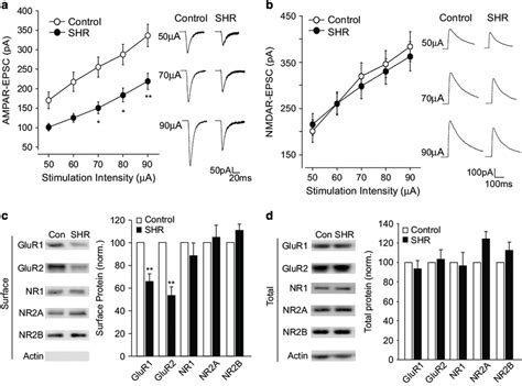 Ampar Excitatory Postsynaptic Current Epsc And Ampar Surface