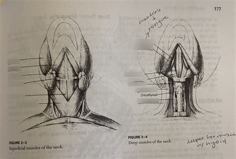 Cat Neck Muscles Diagram Quizlet