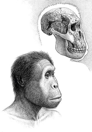 Evolution of the Homo genus Revista Mètode